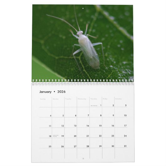 Calendrier d'inspirations d'insecte (Jan 2026)