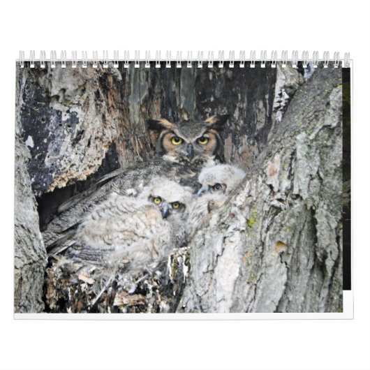 Calendrier Divers oiseaux et canards (Protection)