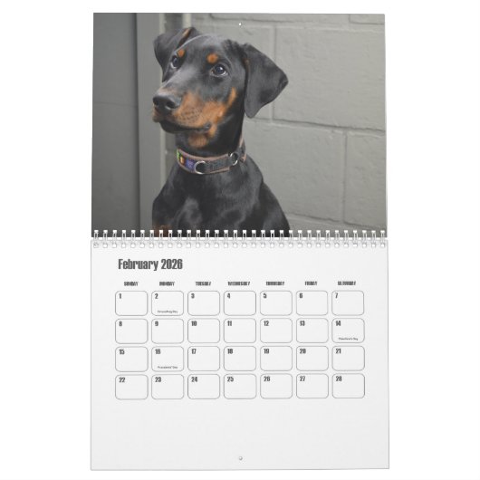 Calendrier Doberman Dog (Feb 2026)