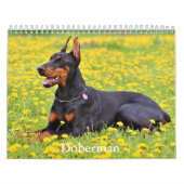Calendrier Doberman Dog (Protection)
