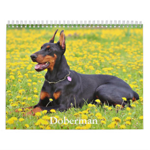Calendrier Doberman Dog
