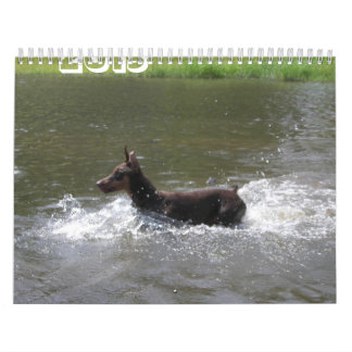 Calendrier Dobermann 2013 Calendrier-révisé fév.