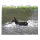 Calendrier Dobermann 2013 Calendrier-révisé fév. (Protection)