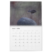 Calendrier d'observation flou (Mar 2026)