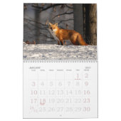 Calendrier Dot Le Renard (Jan 2027)