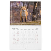 Calendrier Dot Le Renard (Feb 2026)