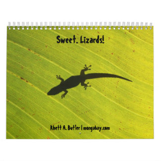 Calendrier doux de lézards