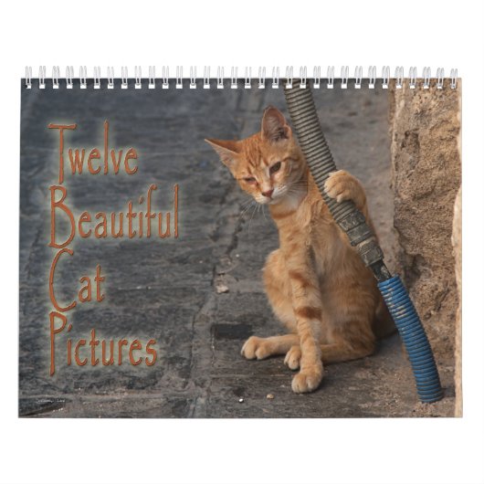Calendrier Douze Belles Photos De Chats (Protection)