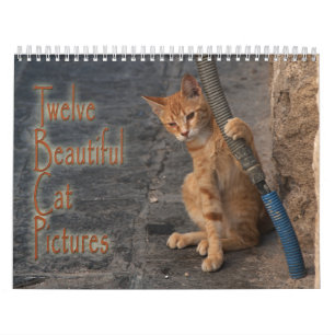 Calendrier Douze Belles Photos De Chats