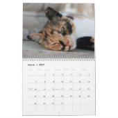 Calendrier Douze Belles Photos De Chats (Mar 2027)