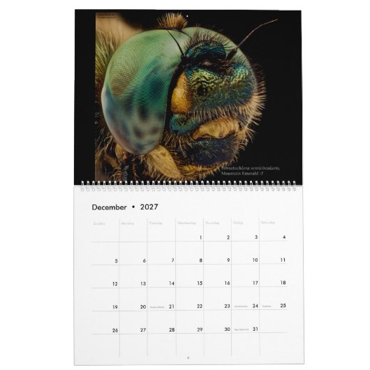 Calendrier Dragonflies 2022 (Dec 2027)