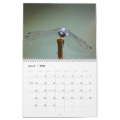 Calendrier Dragonfly 2025 (Mar 2026)