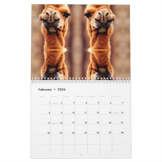 Calendrier drôles de chameau à thème désert partout (Feb 2026)