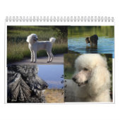 Calendrier du caniche 2011 standard (Protection)