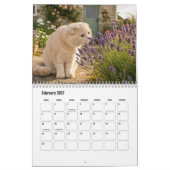 Calendrier du chat Scottish Fold (Feb 2027)