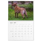 Calendrier du Chesapeake Bay Retriever 2026 (Mar 2027)