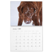 Calendrier du Chesapeake Bay Retriever 2026 (Jan 2027)