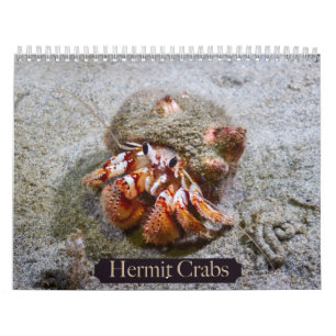 Calendrier du crabe hermite