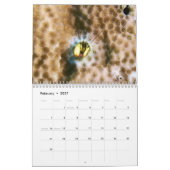 Calendrier du crabe hermite (Feb 2027)