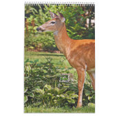 Calendrier du livre photo Deer2 (Jan 2026)