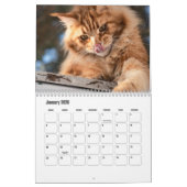 Calendrier du Maine Coon (Jan 2026)