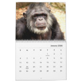 Calendrier du mur de chimpanzé (Jan 2026)