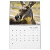 Calendrier du mur de Kangaroos (Feb 2027)