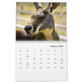 Calendrier du mur de Kangaroos (Feb 2026)