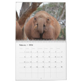 Calendrier du mur des éléphants africains (Feb 2026)