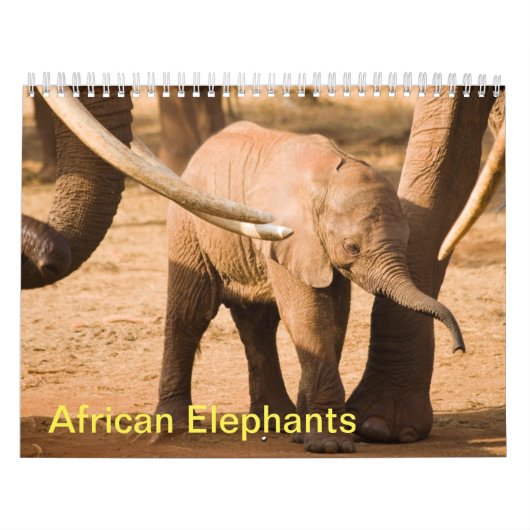 Calendrier du mur des éléphants africains (Protection)