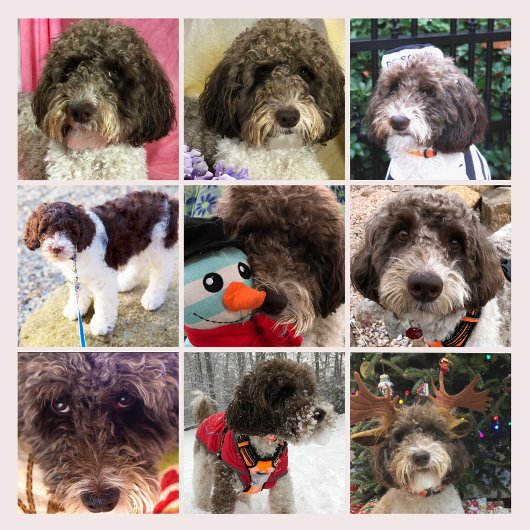 Calendrier Duke le Labradoodle