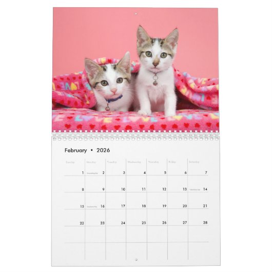 Calendrier d'une année pour les chatons (Feb 2026)