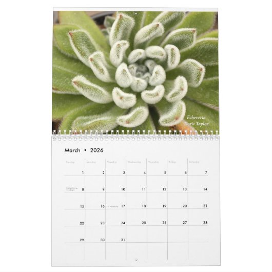 Calendrier Echeverias Succulent 12 mois (Mar 2026)