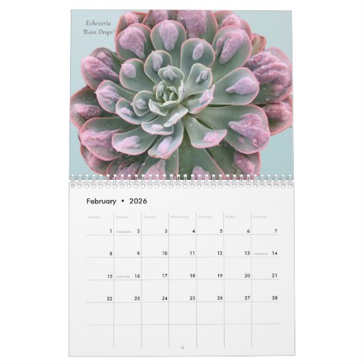 Calendrier Echeverias Succulent 12 mois (Feb 2026)