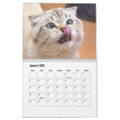 Calendrier écossais des chats pliés (Jan 2026)