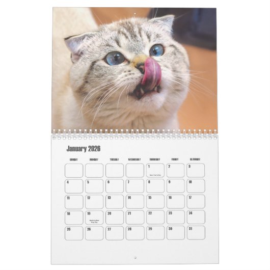 Calendrier écossais des chats pliés (Jan 2026)