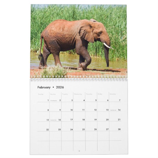 Calendrier éléphant (Feb 2026)
