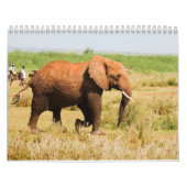 Calendrier éléphant (Protection)