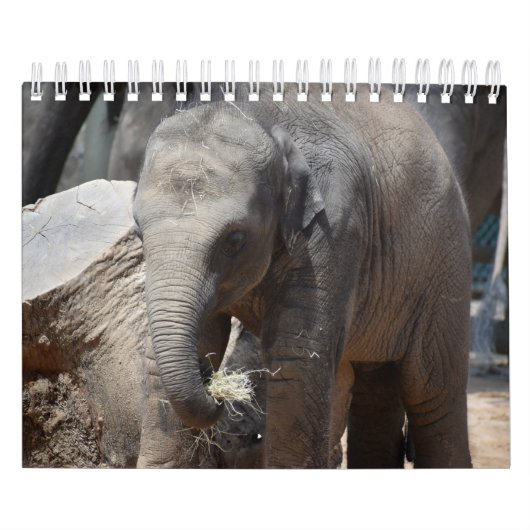Calendrier Eléphant (Protection)