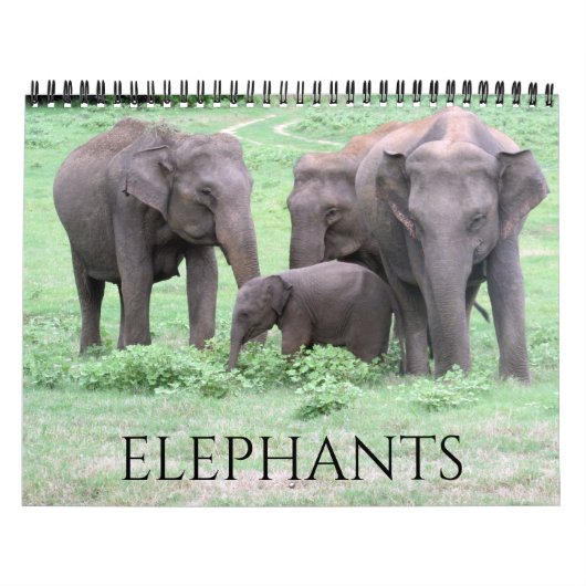 Calendrier éléphants 2025 (Protection)