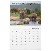 Calendrier Éléphants Sauvages (Mar 2027)