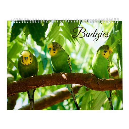 Calendrier Épouses colorées Parakeet Oiseau Amoureux (Protection)