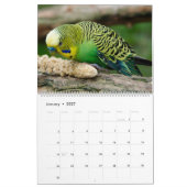 Calendrier Épouses colorées Parakeet Oiseau Amoureux (Jan 2027)