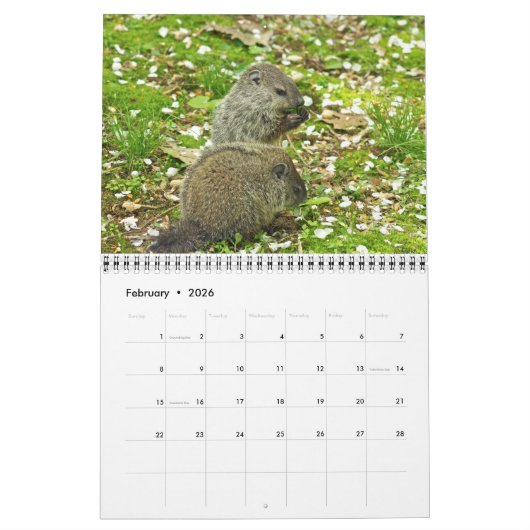 Calendrier - Equipes Chipmunks Groundhogs (Feb 2026)