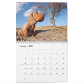 Calendrier Eridox Dachshunds 2022 (Jan 2027)