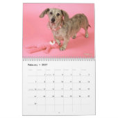Calendrier Eridox Dachshunds 2022 (Feb 2027)