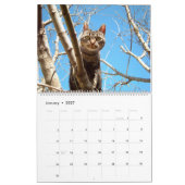 Calendrier Escalade arborescente Kitties Cat & Kittens in Tre (Jan 2027)