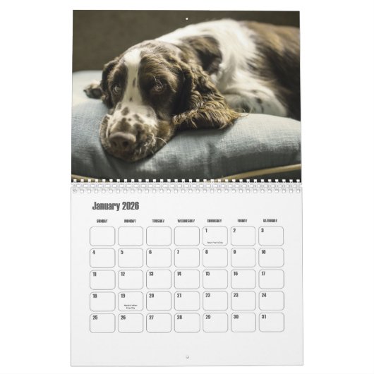 Calendrier espagnol Springer anglais (Jan 2026)