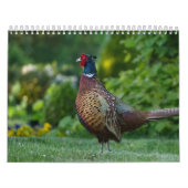 Calendrier Faisan, Calendar Pheasant (Protection)