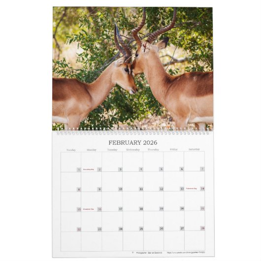 Calendrier Faune affectueuse (Feb 2026)